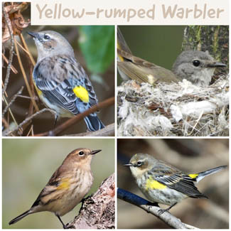 Yellow-rumped Warbler